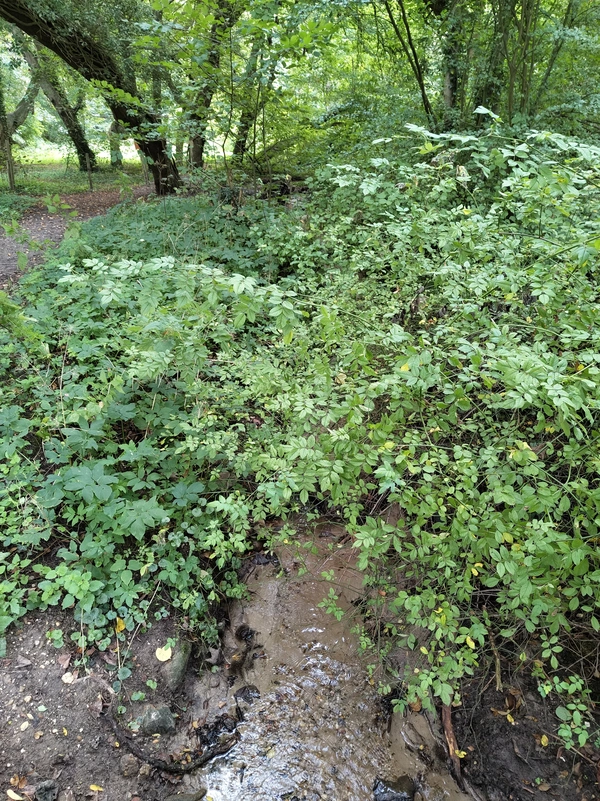 Duivelsberg6.webp