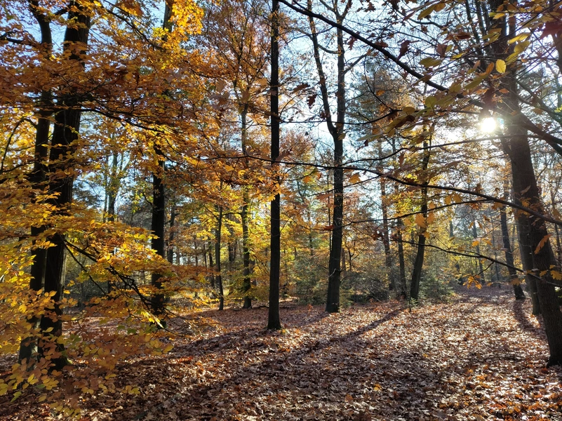 Leenderbos3.webp