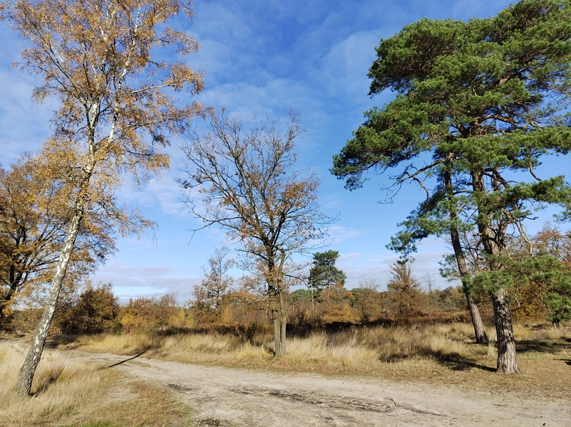 Leenderbos6.webp