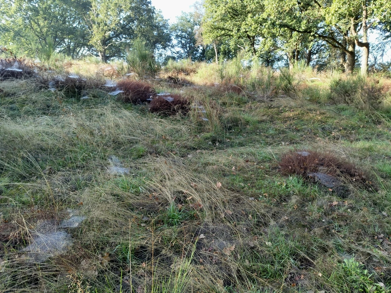 Mookerheide1.webp