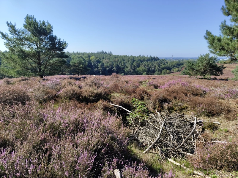 Mookerheide11.webp