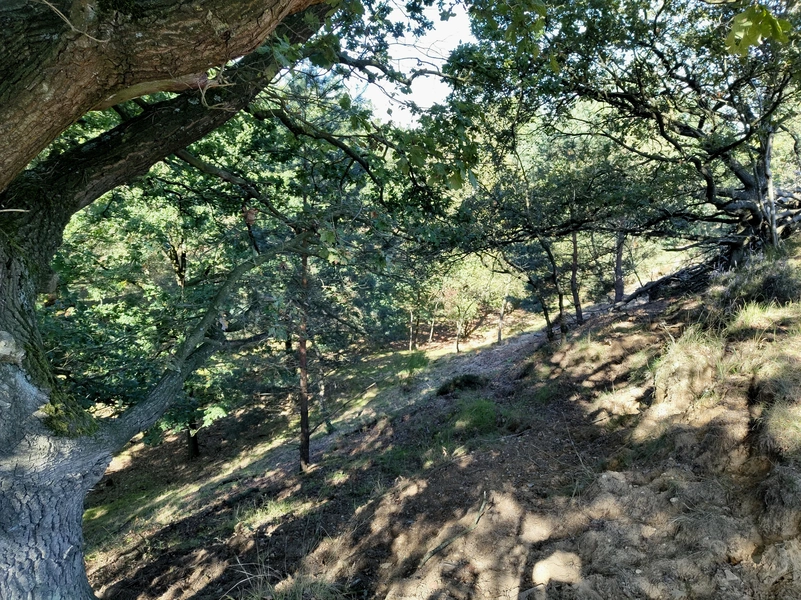 Mookerheide12.webp