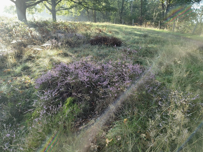 Mookerheide2.webp