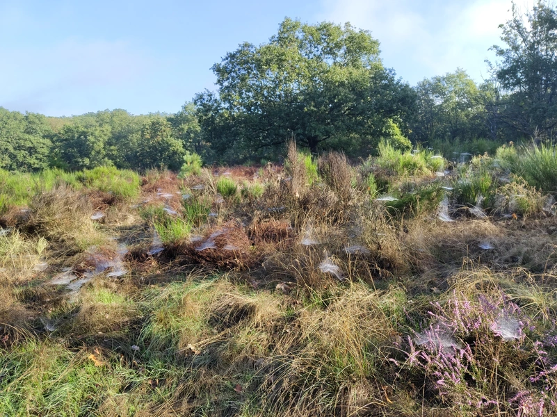 Mookerheide3.webp