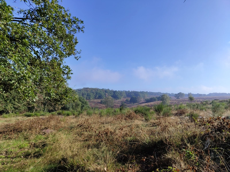 Mookerheide4.webp