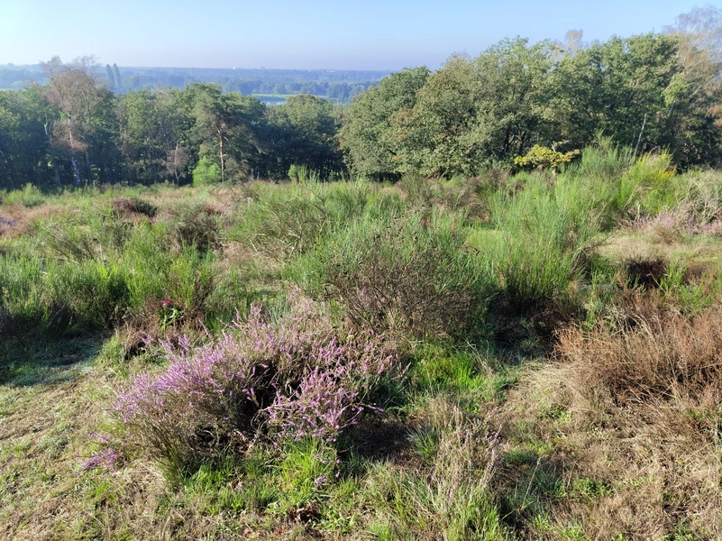 Mookerheide5.webp
