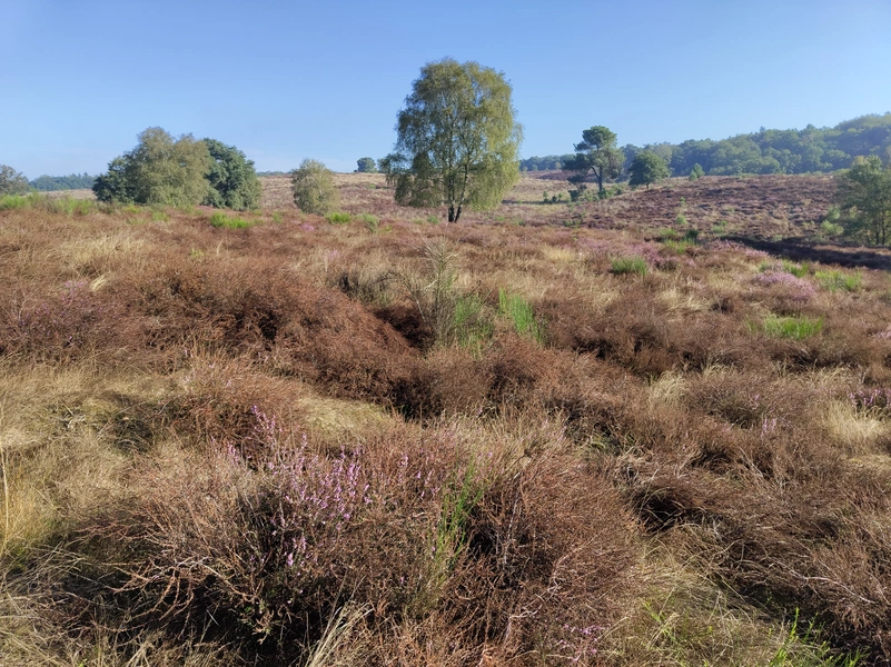 Mookerheide6.webp