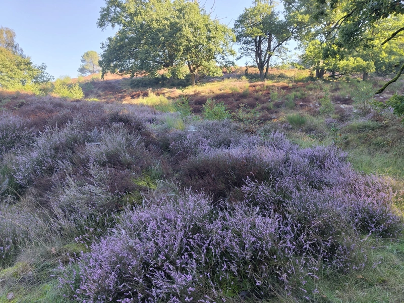 Mookerheide7.webp