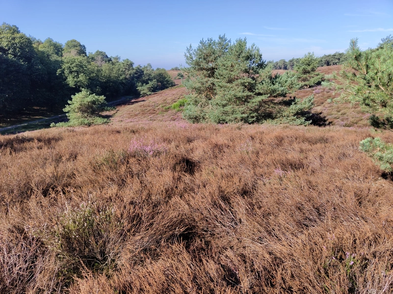 Mookerheide9.webp