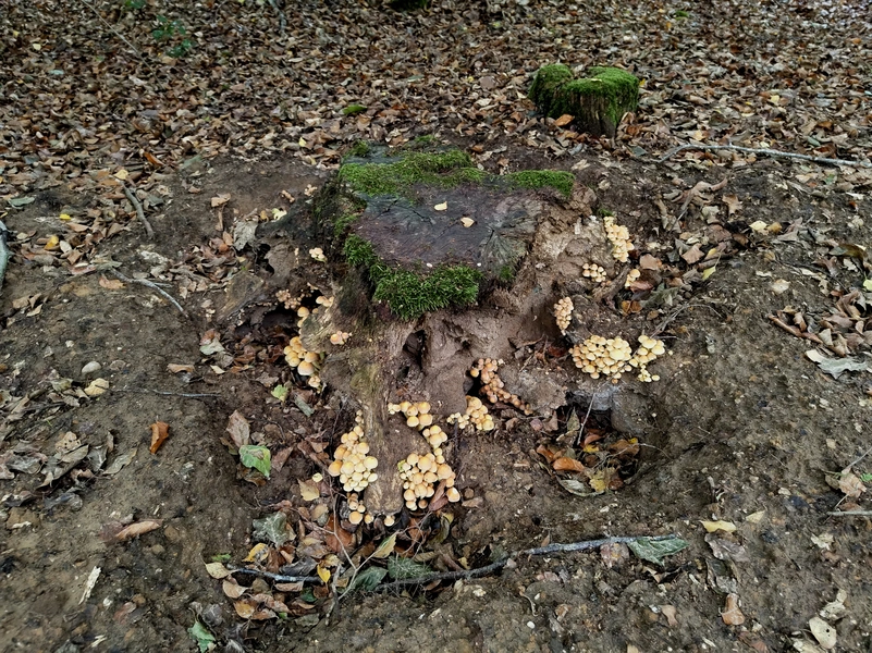 Sint-Jansberg12.webp