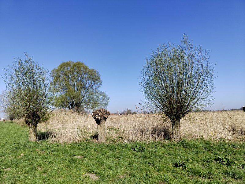 Prinsenbeek10.jpg
