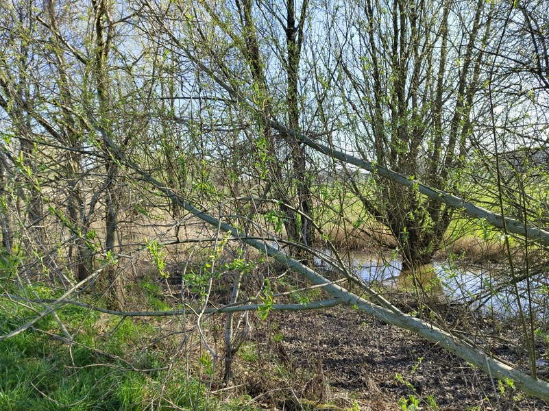 Prinsenbeek8.jpg