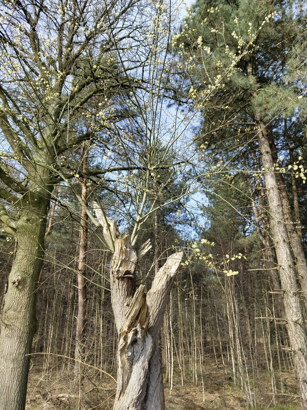 Sterbos6.jpg