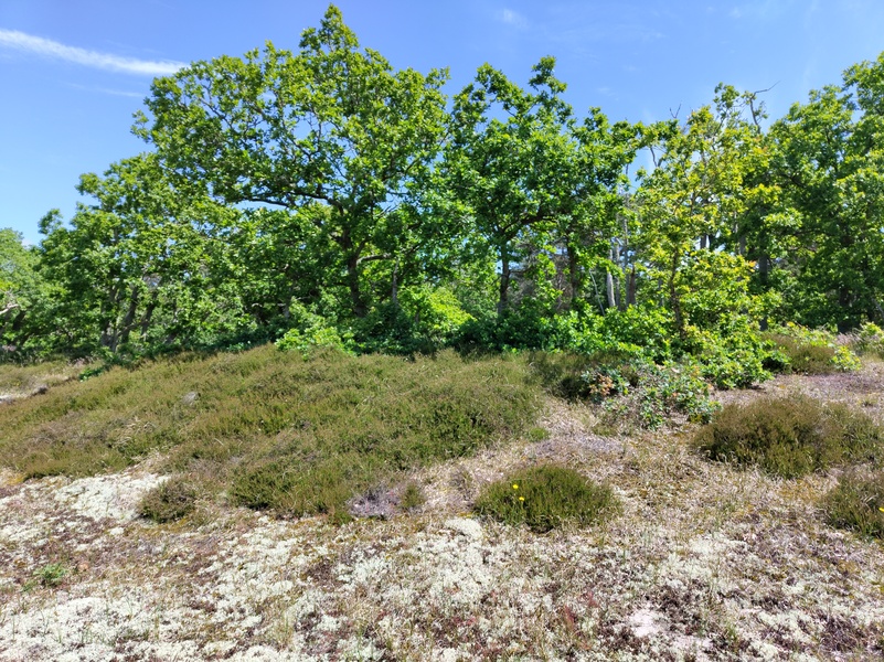 Sandhammaran7.jpg