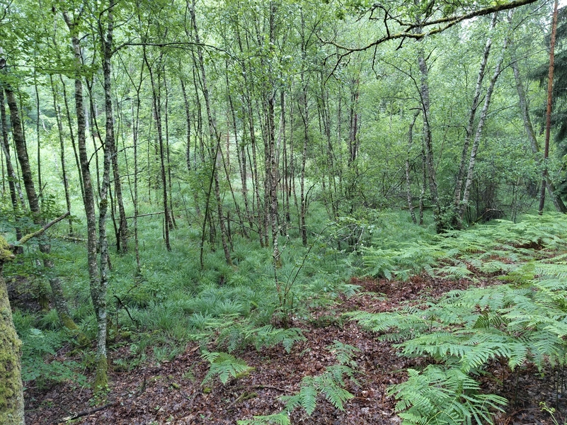 Hasselfurth12.webp