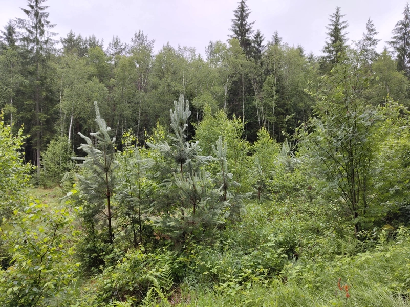 Hasselfurth4.webp