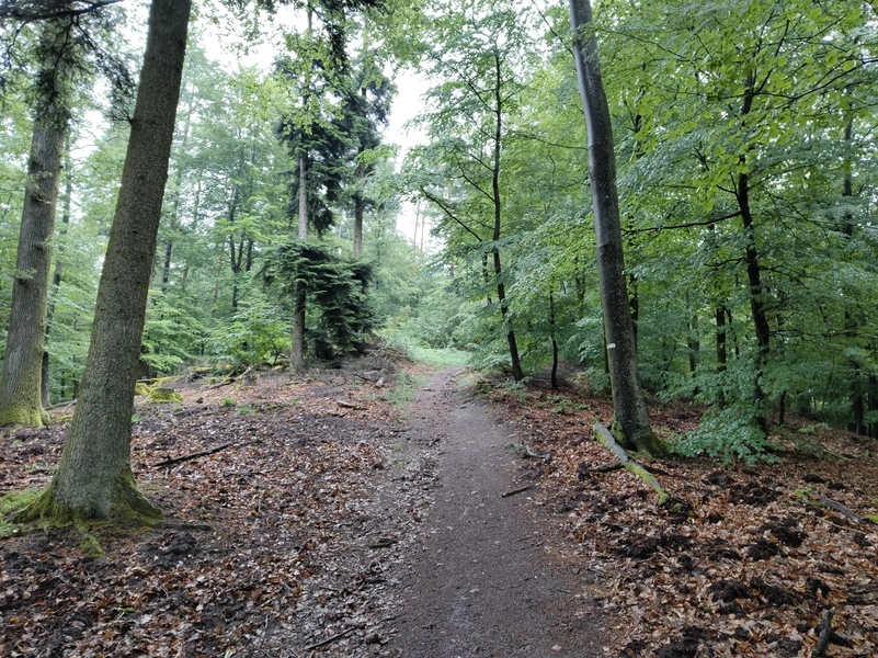 Hasselfurth8.webp
