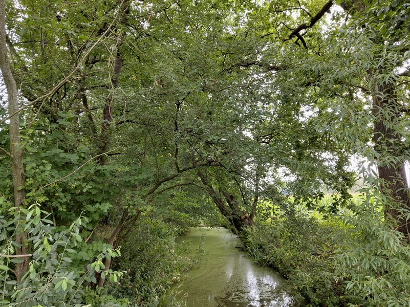 Laurabossen10.webp