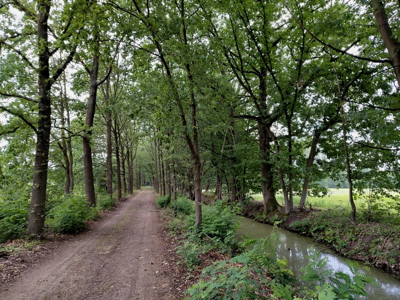 Laurabossen5.webp