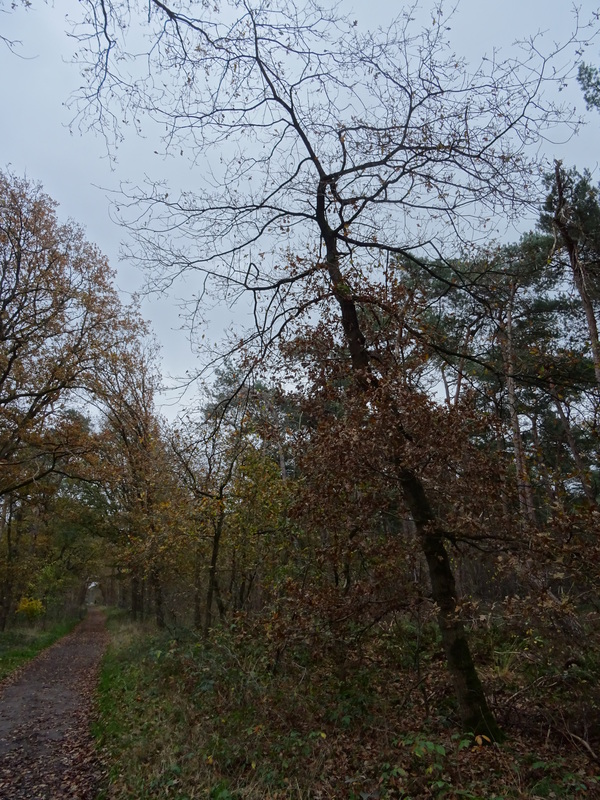 Giersbergen1.jpg