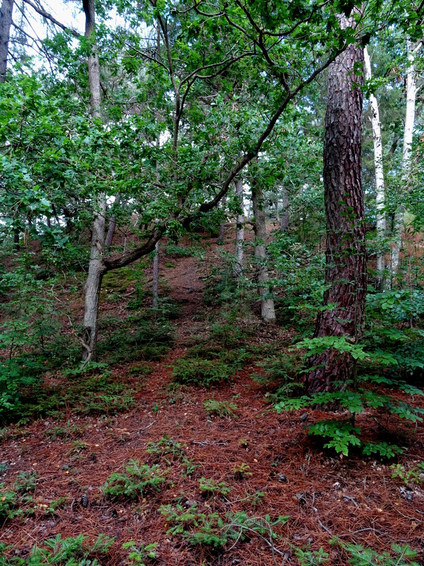 Schoorlse_Duinen1.jpg