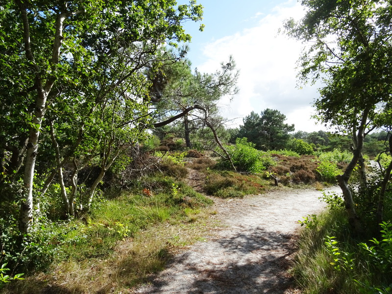 Schoorlse_Duinen10.jpg