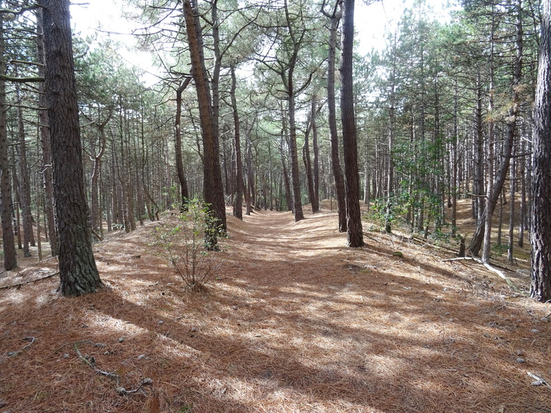 Schoorlse_Duinen11.jpg