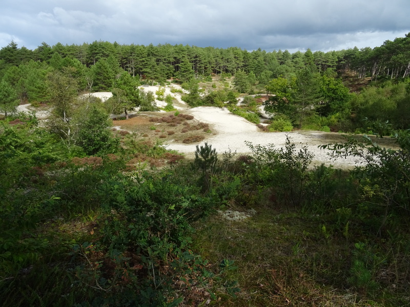 Schoorlse_Duinen12.jpg