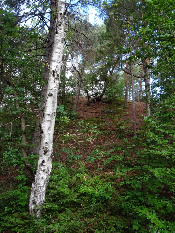 Schoorlse_Duinen2.jpg