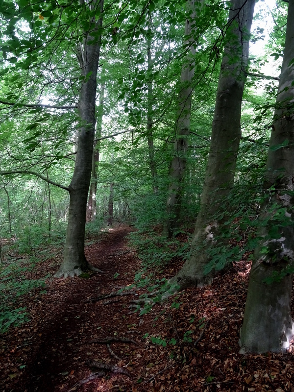 Schoorlse_Duinen4.jpg