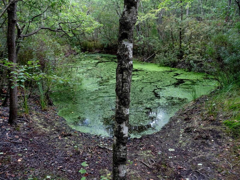 Schoorlse_Duinen5.jpg