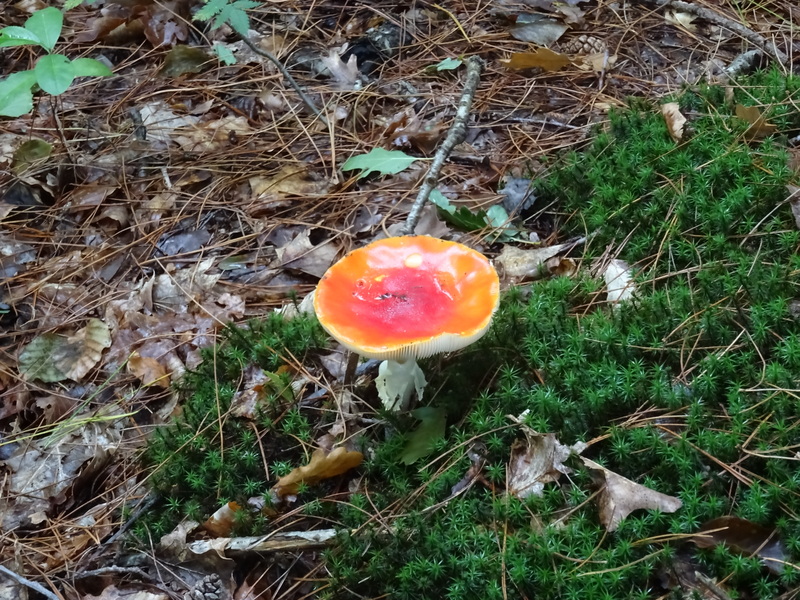 Schoorlse_Duinen6.jpg