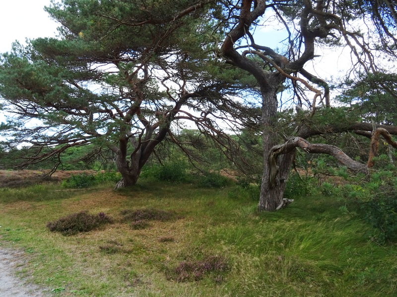 Schoorlse_Duinen7.jpg