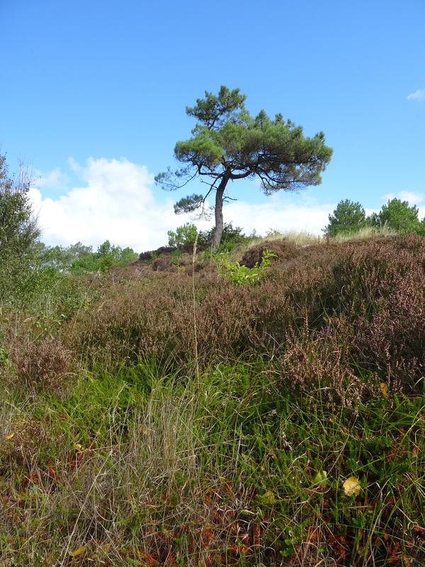 Schoorlse_Duinen8.jpg