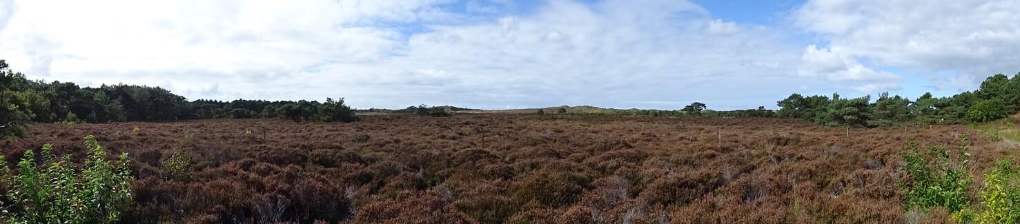 Schoorlse_Duinen9.jpg