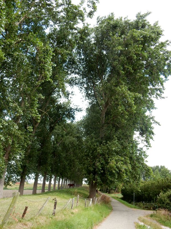 Colijnsplaat4.jpg