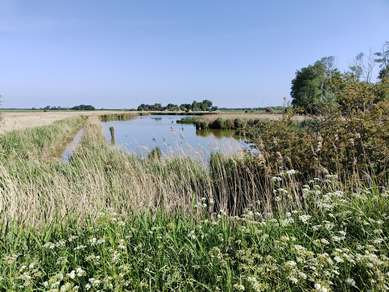 Nieuwvliet11.jpg